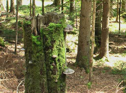 Naturpark Bayerischer Wald