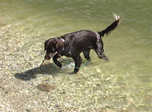 Bad in der Donau