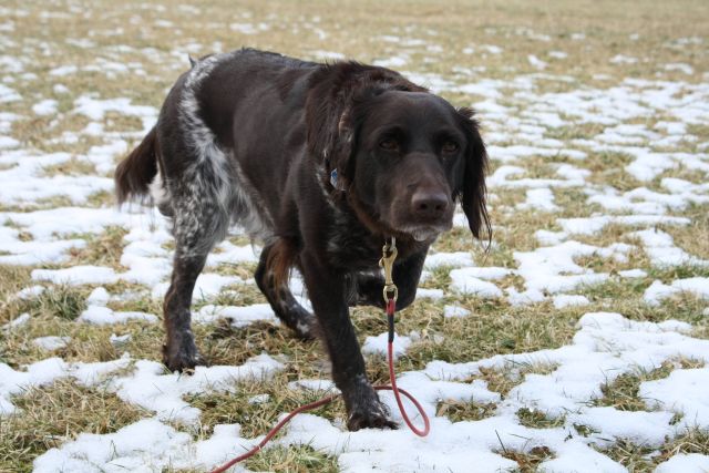 Kleiner Mnsterlnder Pointer