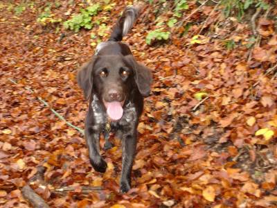 Wanderung mit der Hundeschule im November 2005