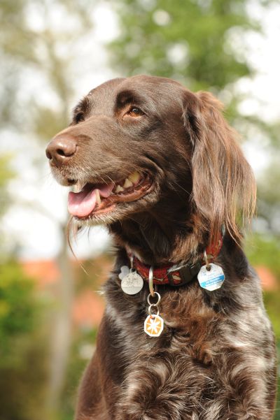 Alina in der Hundeschule